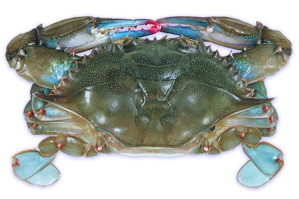 Whale Soft Crab